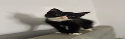 Mixed Breed cats for sale: Adorable Kittens Ready for Their Forever Homes🐾 - Advert 30