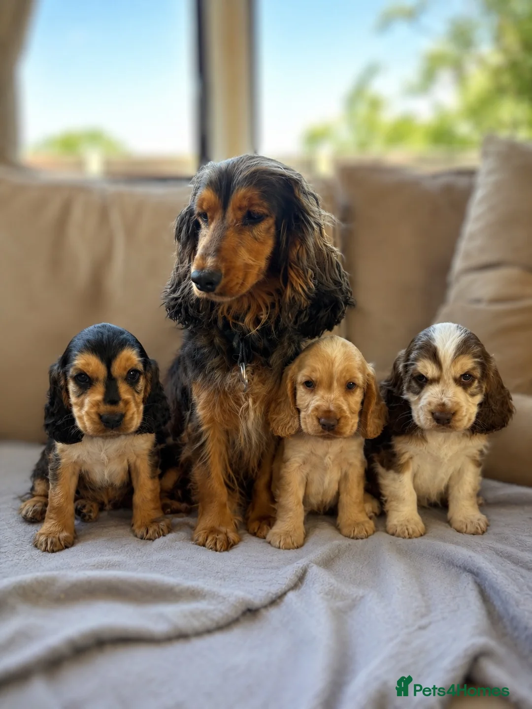 Cocker Spaniel dogs for sale: Beautiful Show-Type Cocker Spaniel Puppies in Dereham - Advert 1