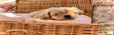 Shih Tzu 3
