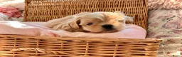 Shih Tzu dogs for sale: Four Beautiful Imperial Shih Tzu boys - Advert 8