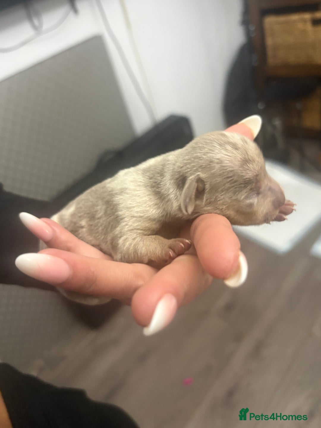 Mixed Breed dogs for sale: Xxx TINY dachshund x chihuahua puppies xxx - Image 5