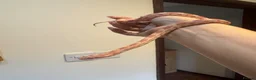Corn Snake reptiles for sale: Young corn snake - Advert 2