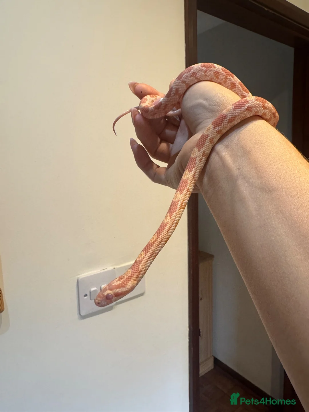 Corn Snake reptiles for sale: Young corn snake - Advert 2