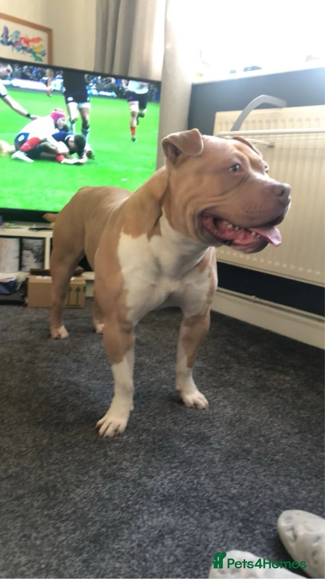 American Bully dogs for stud: Stud  - Advert 3