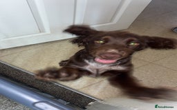 Cockapoo dogs for sale: Cocker spaniel - Image 1