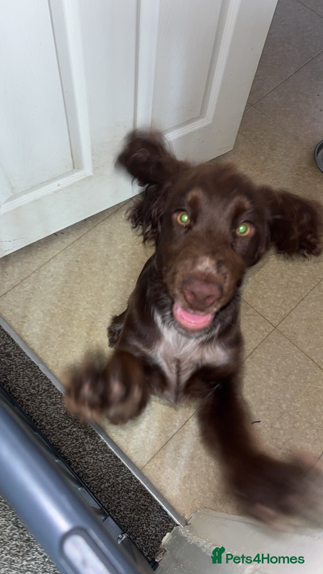 Cockapoo dogs for sale: Cocker spaniel - Image 1