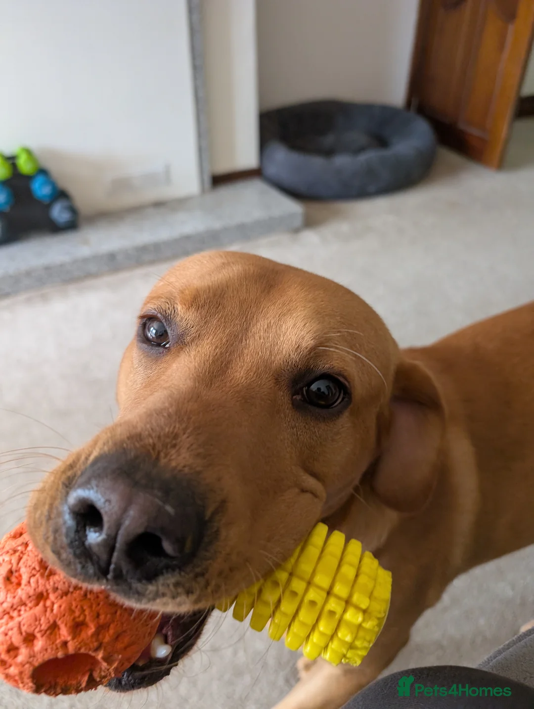 Labrador Retriever dogs for adoption: Male fox red Labrador 1yr 3m - Advert 4