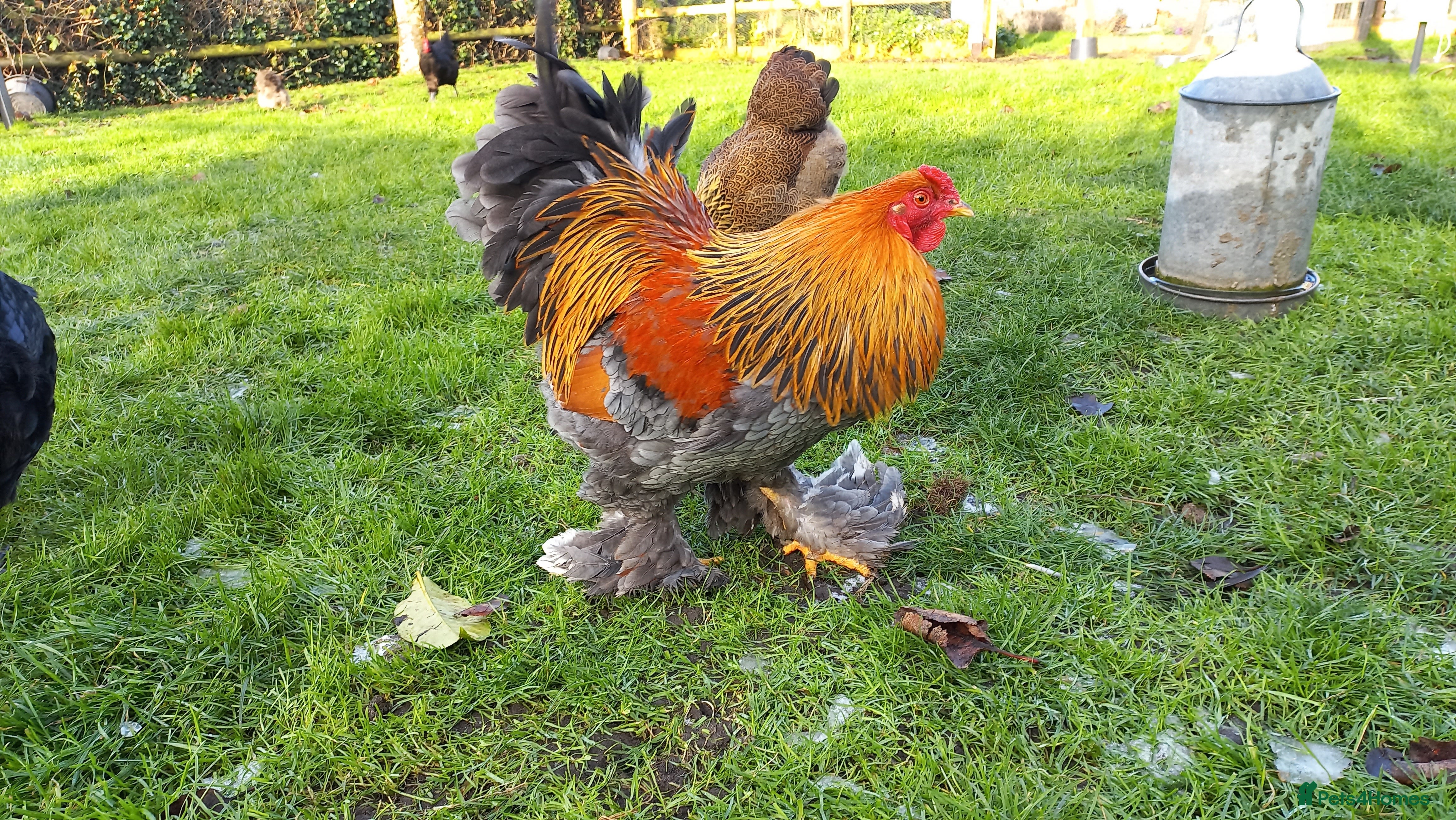 Hens poultry FREE Blue partridge brahma bantam cockerel  - Advert 1