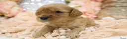 Cavapoo dogs for sale: *Health tested* F1 Cavapoos in Wisbech - Advert 17