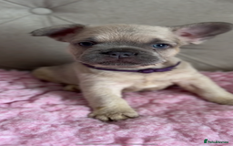 French Bulldog dogs for sale: French bulldog, Floodles, Furnishings  - Image 9