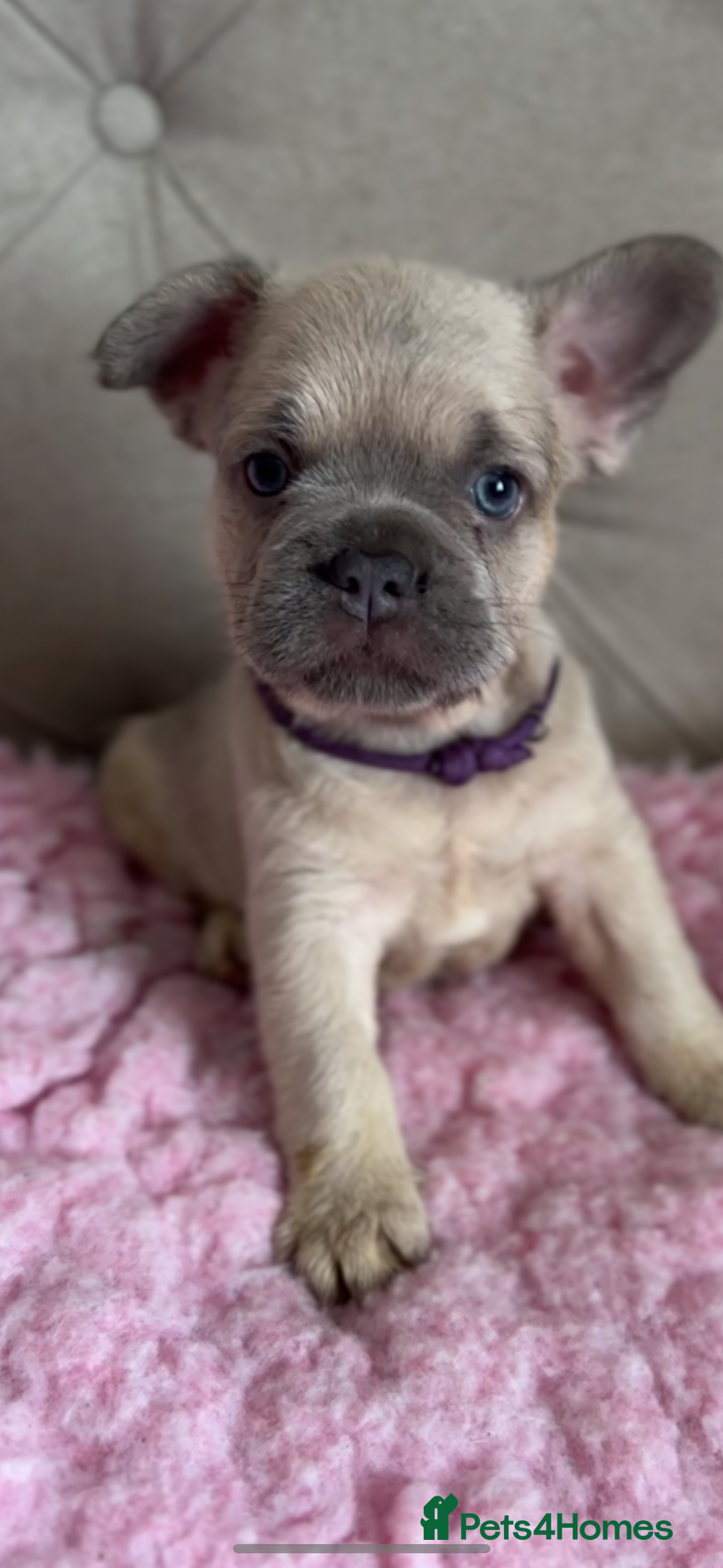 French Bulldog dogs for sale: French bulldog, Floodles, Furnishings  - Image 9