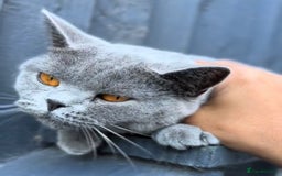 British Shorthair cats for sale: Beautiful Blue British Shorthair female cat QUEEN - Image 9