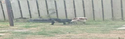 Cocker Spaniel dogs for stud: Stud  - Advert 2