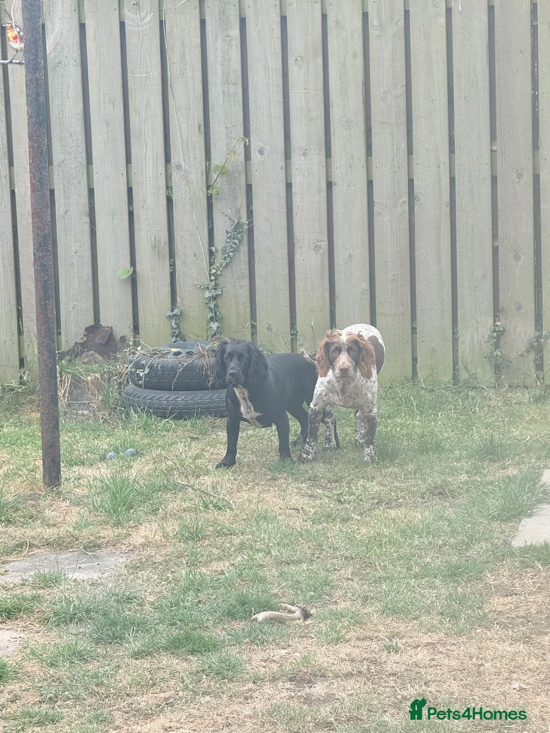 Cocker Spaniel dogs for stud: Stud  - Advert 2