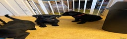 Mixed Breed dogs for sale: BLACK SHEPADOR  - Advert 5