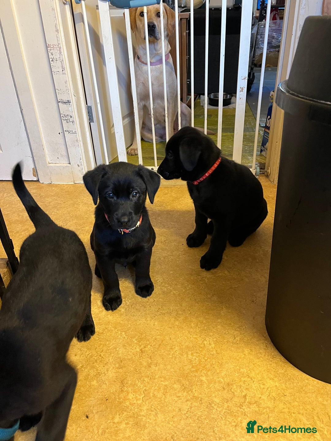 Mixed Breed dogs for sale: BLACK SHEPADOR  - Advert 5