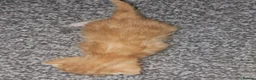 Mixed Breed cats for sale: Beautiful kittens ( ginger girls)  - Advert 7
