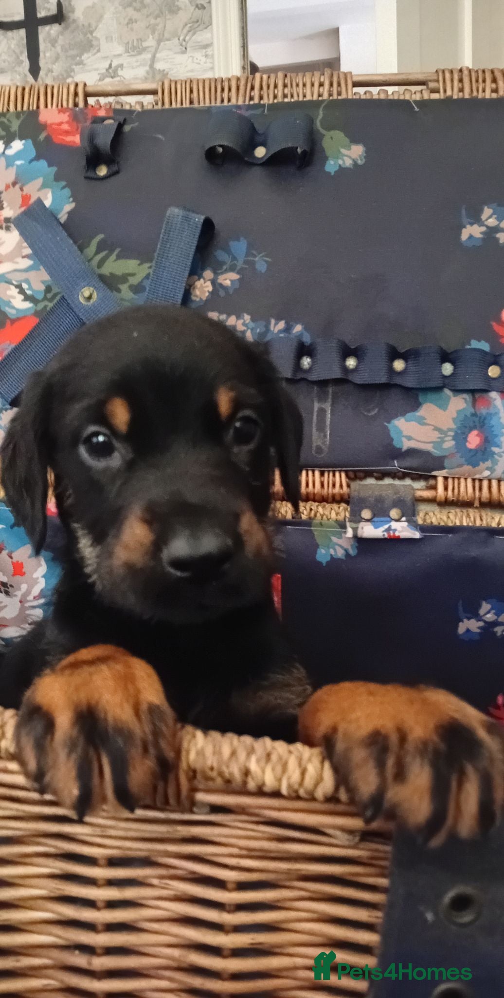 Mixed Breed dogs A very rare opportunity... - Advert 2