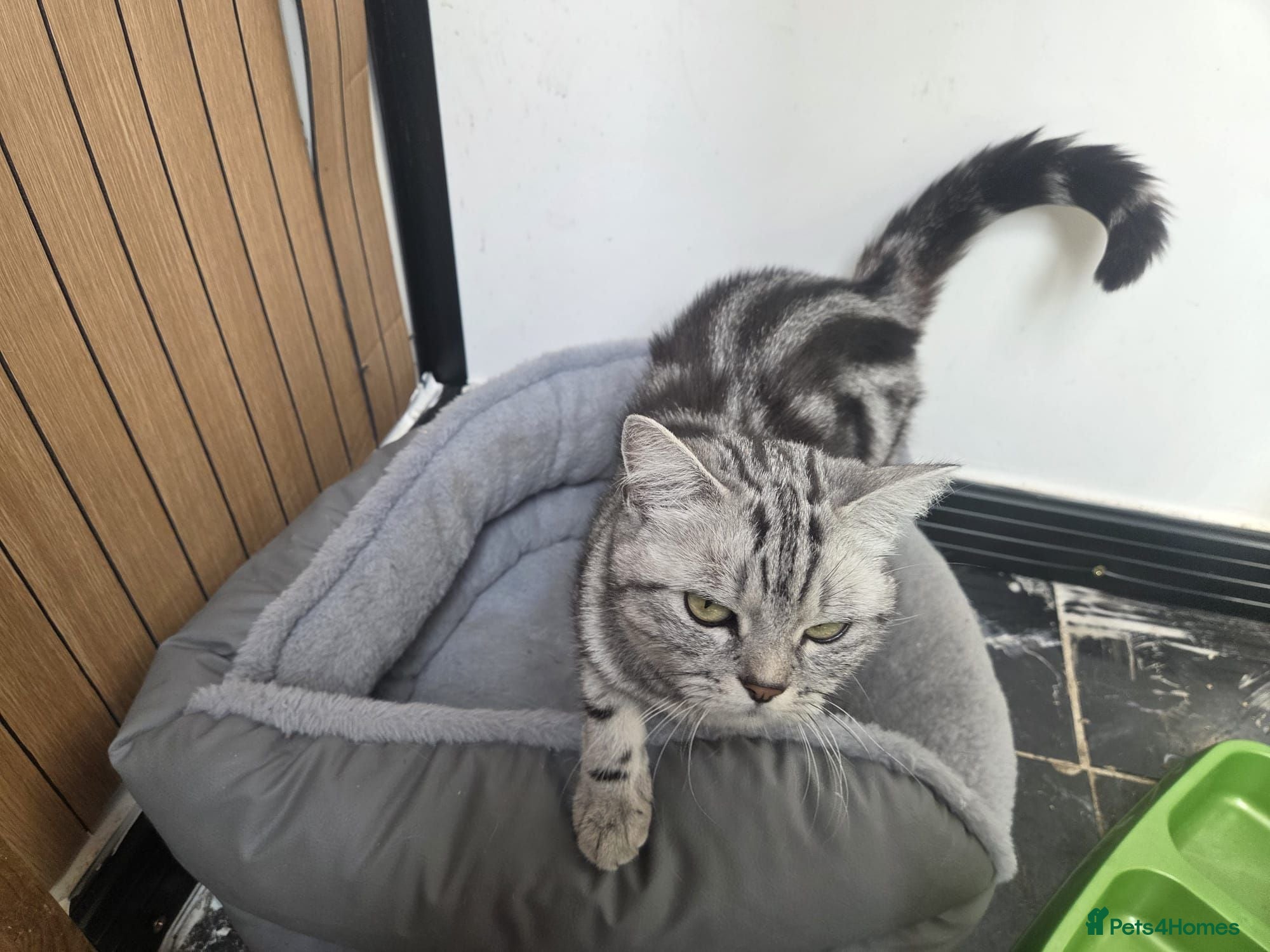 British Shorthair cats Bsh silver tabby boy 🩵 - Advert 2