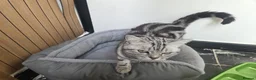 British Shorthair cats for sale: Bsh silver tabby boy 🩵 - Advert 2