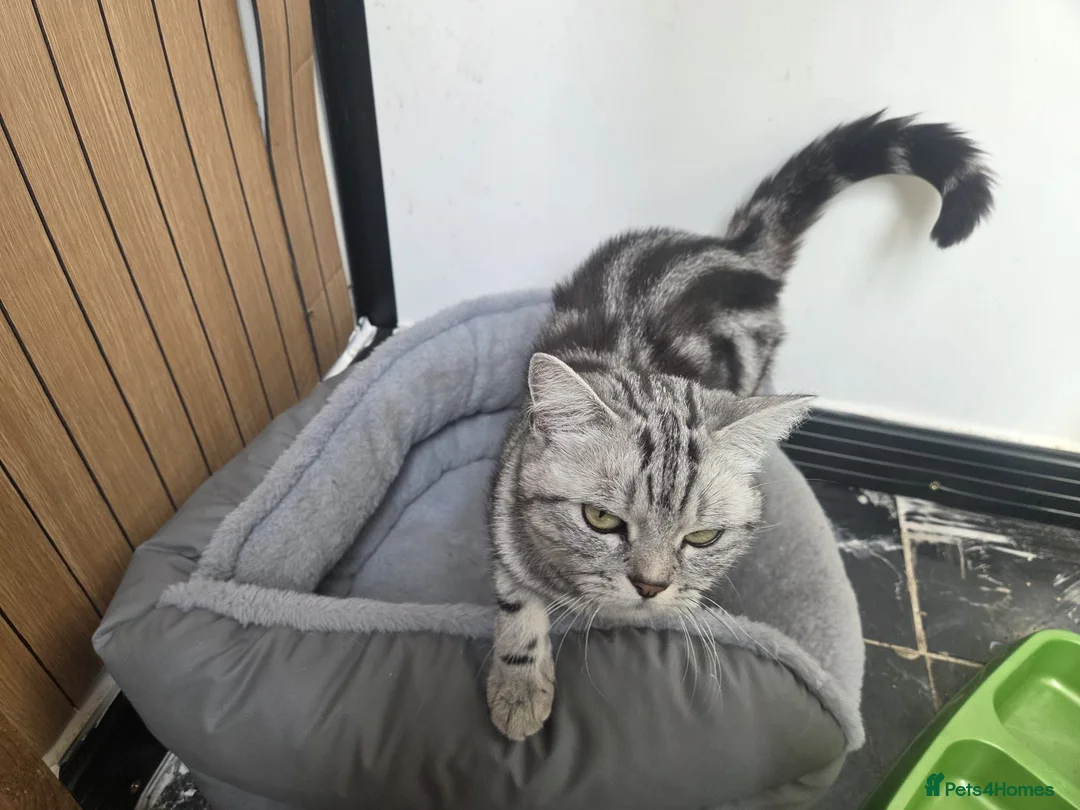 British Shorthair cats for sale: Bsh silver tabby boy 🩵 - Advert 2