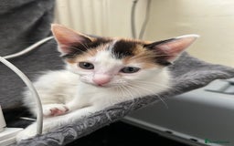 British Shorthair cats for sale: Gorgeous kittens (2 males, 1 female) - Image 4