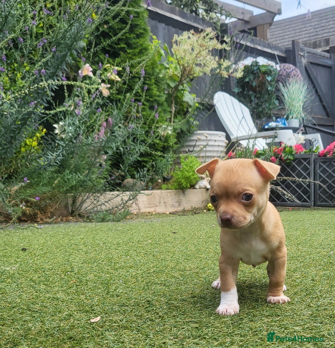 Chihuahua dogs for sale: 2 beautiful boys for sale  in Loughborough - Image 10