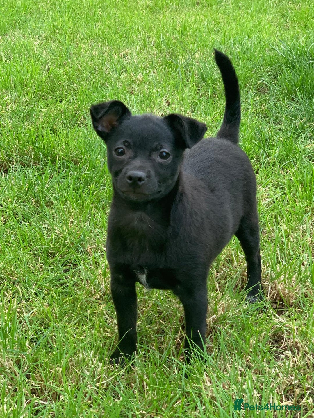 Mexican Hairless dogs for sale: Mexican hairless mini puppies for sale  in Wickford - Image 1