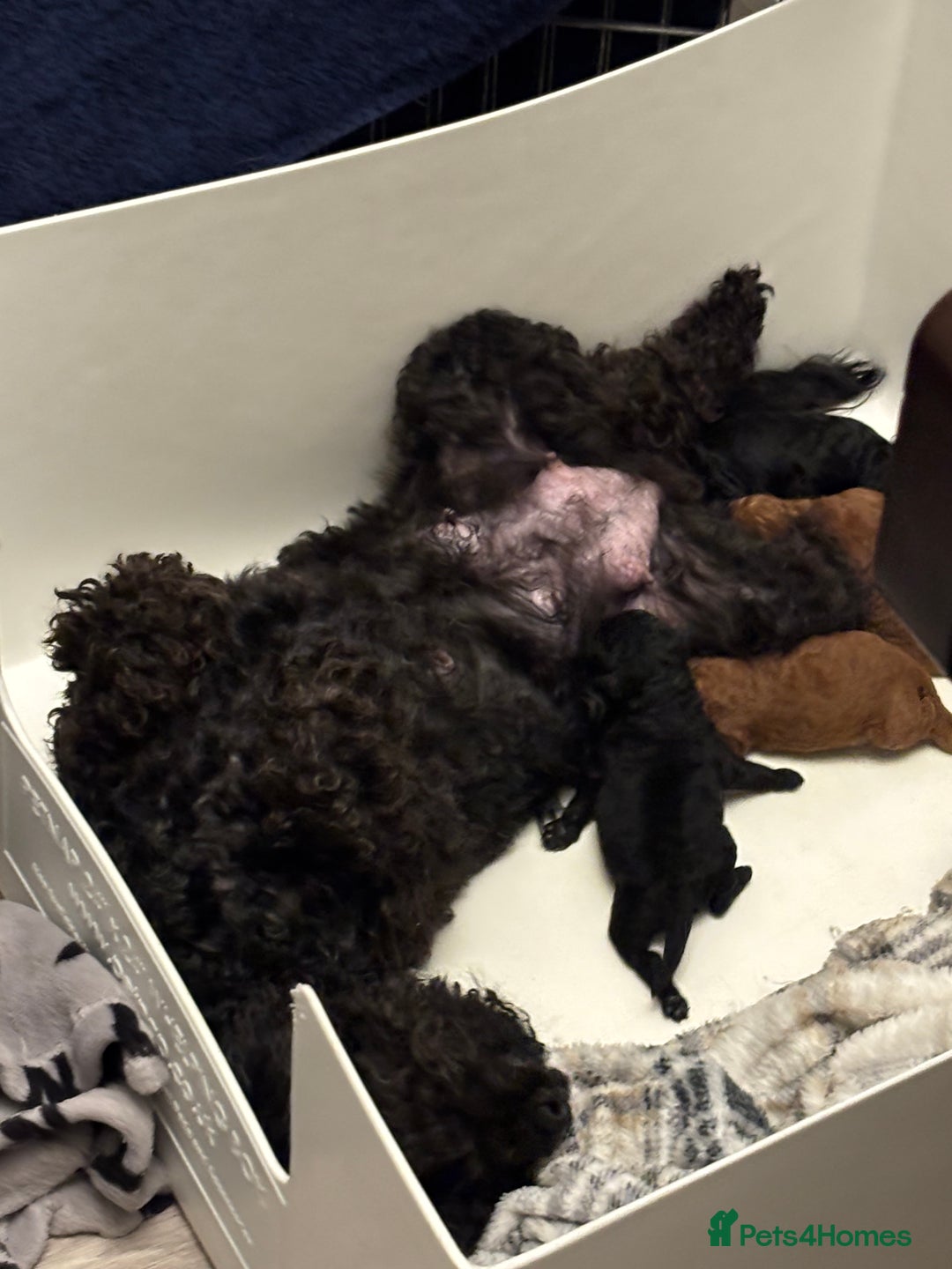 Cockapoo dogs for sale: F1b cockapoo  - Advert 1