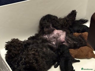 Cockapoo dogs F1b cockapoo - Advert 2