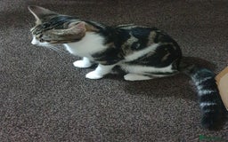 Mixed Breed cats for sale: MALE KITTEN FOR A LOVING HOME  - Image 3