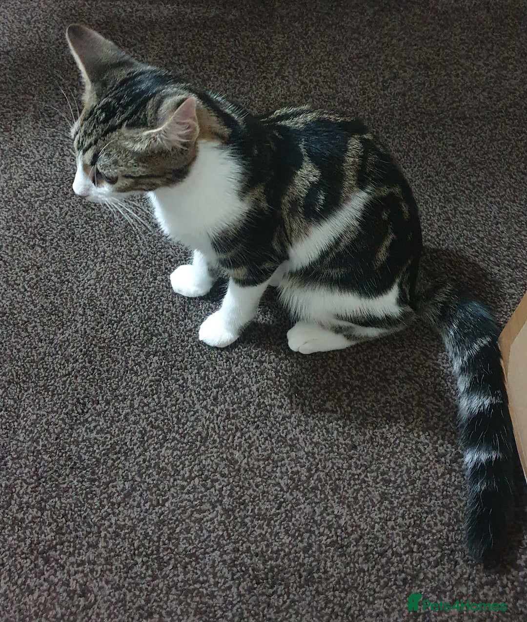 Mixed Breed cats for sale: MALE KITTEN FOR A LOVING HOME  - Image 3