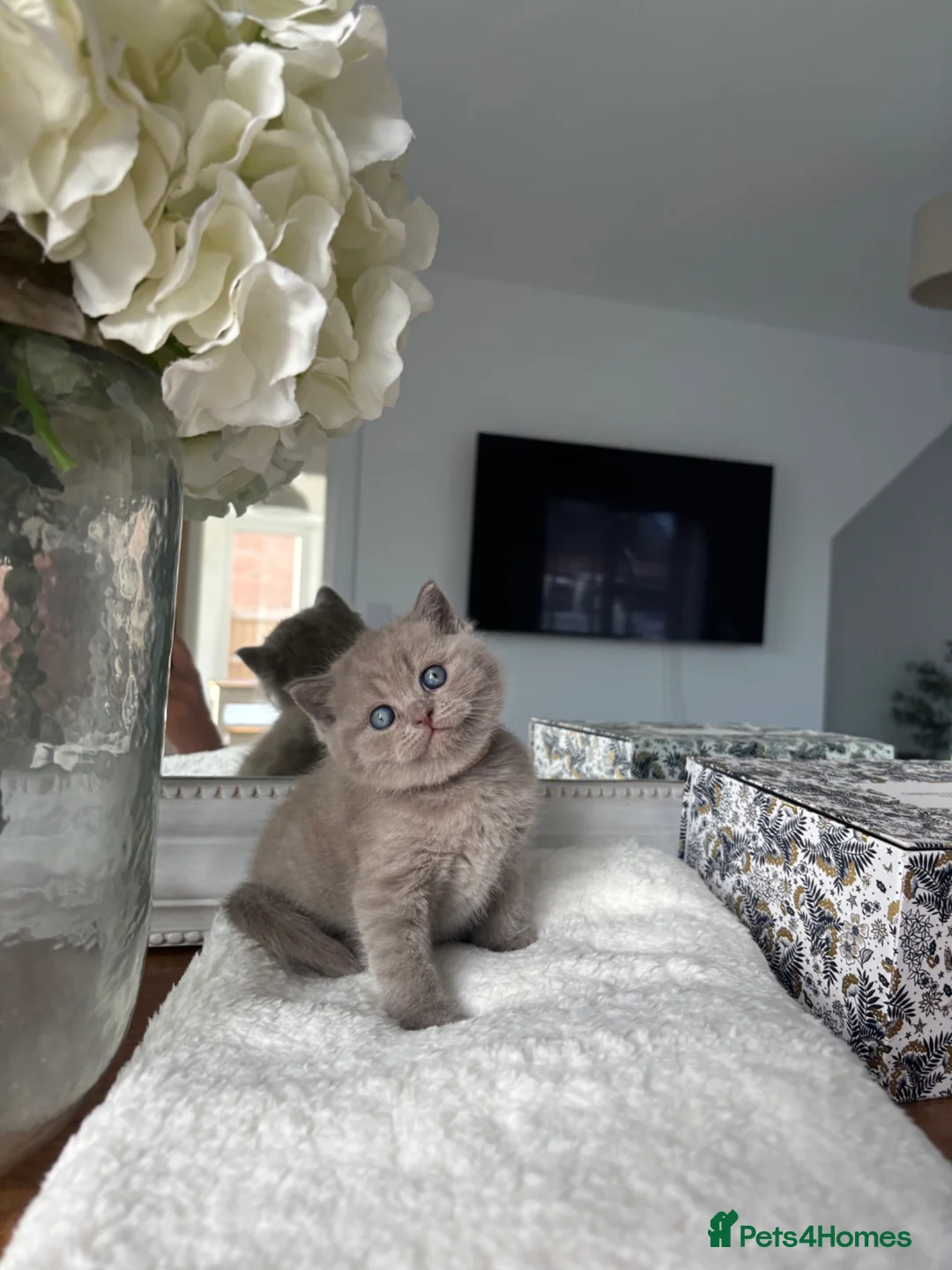 British Shorthair cats for sale: Stunning Lilac BSH GCCF Kittens -1 Available - Advert 1