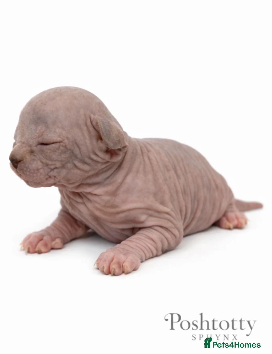 Sphynx cats for sale: Poshtotty Sphynx  - Advert 7