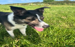 Border Collie dogs for sale: Beautiful Border Collie - Advert 8