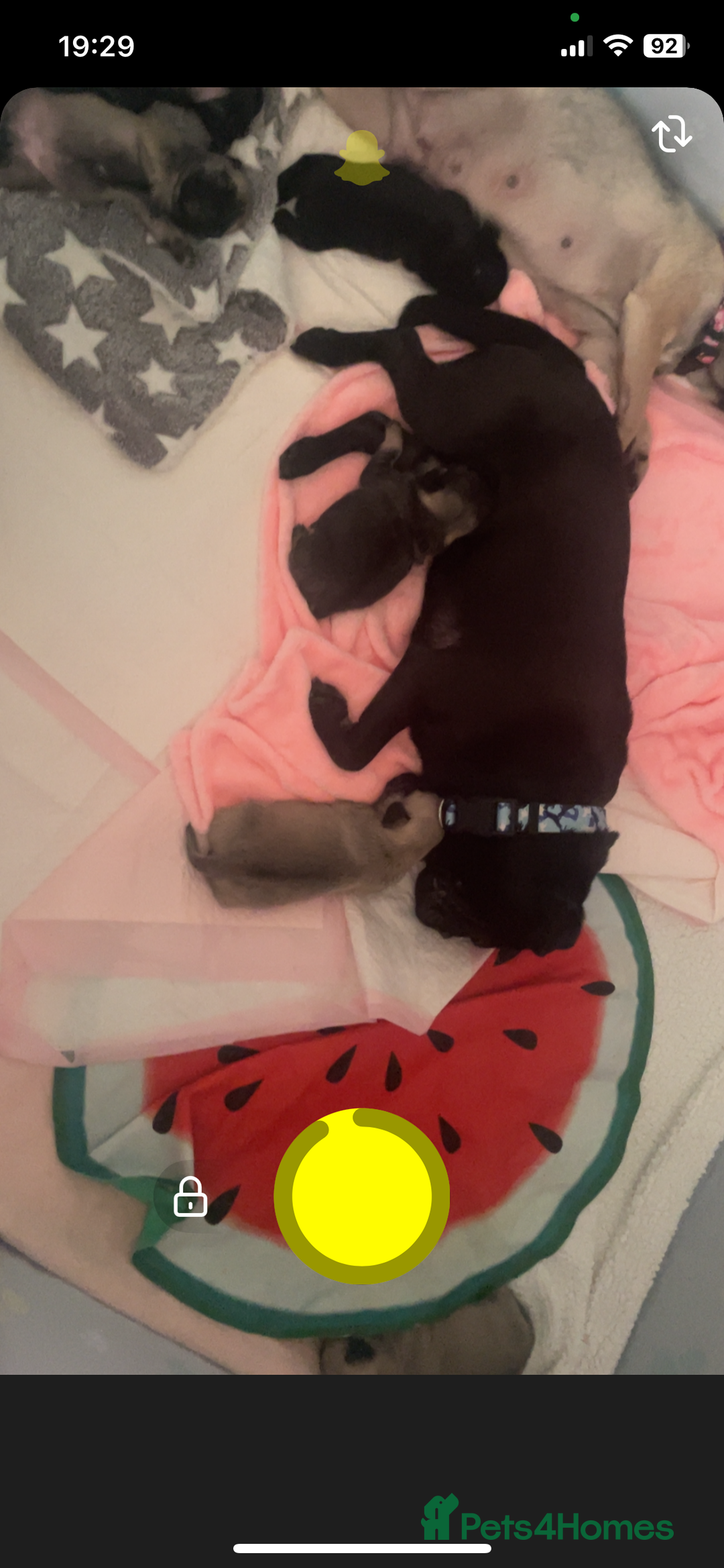Pug dogs for sale: 4 beautiful pugs for sale 1 boy 3 girls  - Image 8