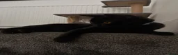 Domestic Shorthair cats for sale: Teddy - 1 year old male cat - Advert 11