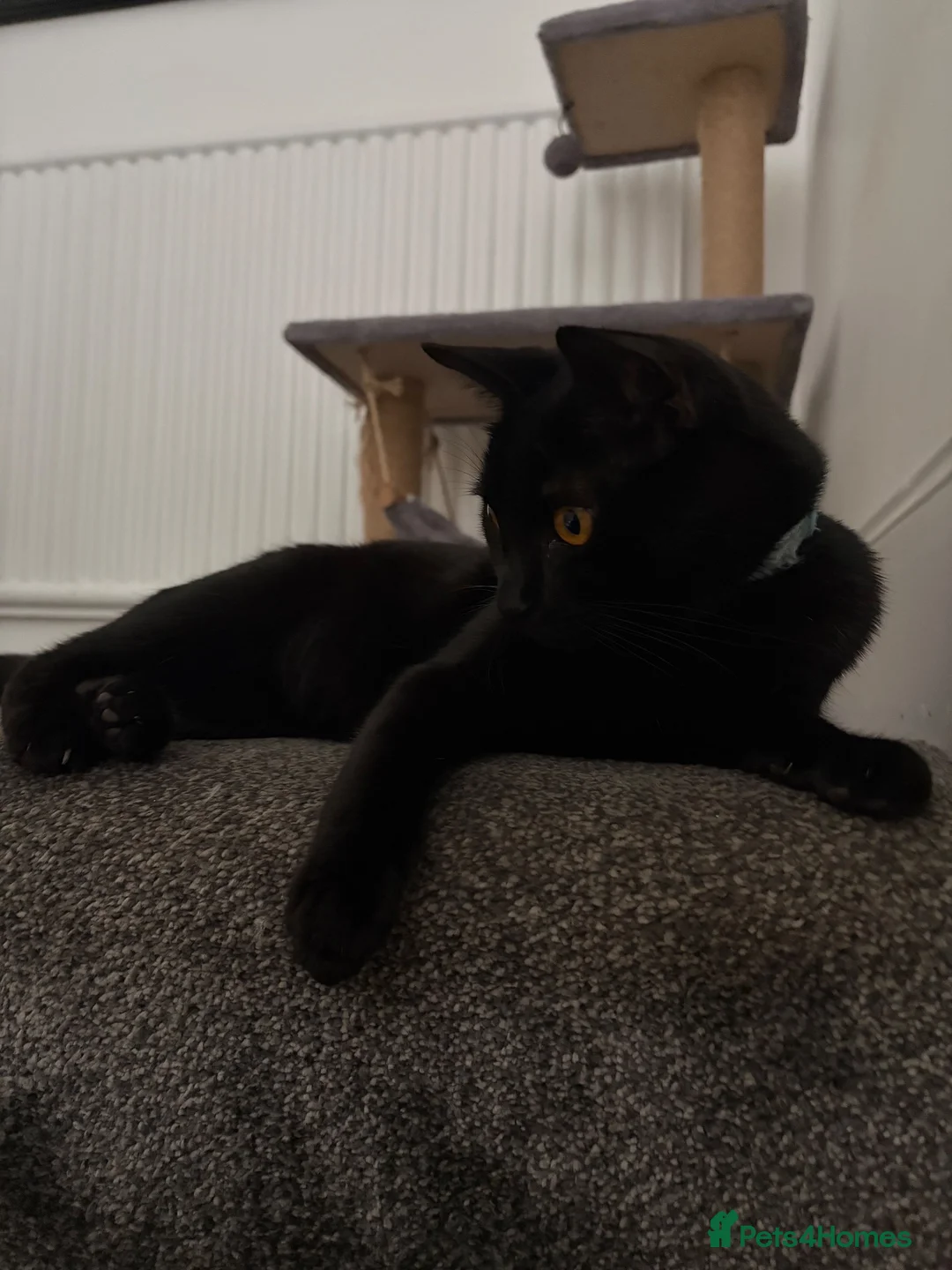 Domestic Shorthair cats for sale: Teddy - 1 year old male cat - Advert 11
