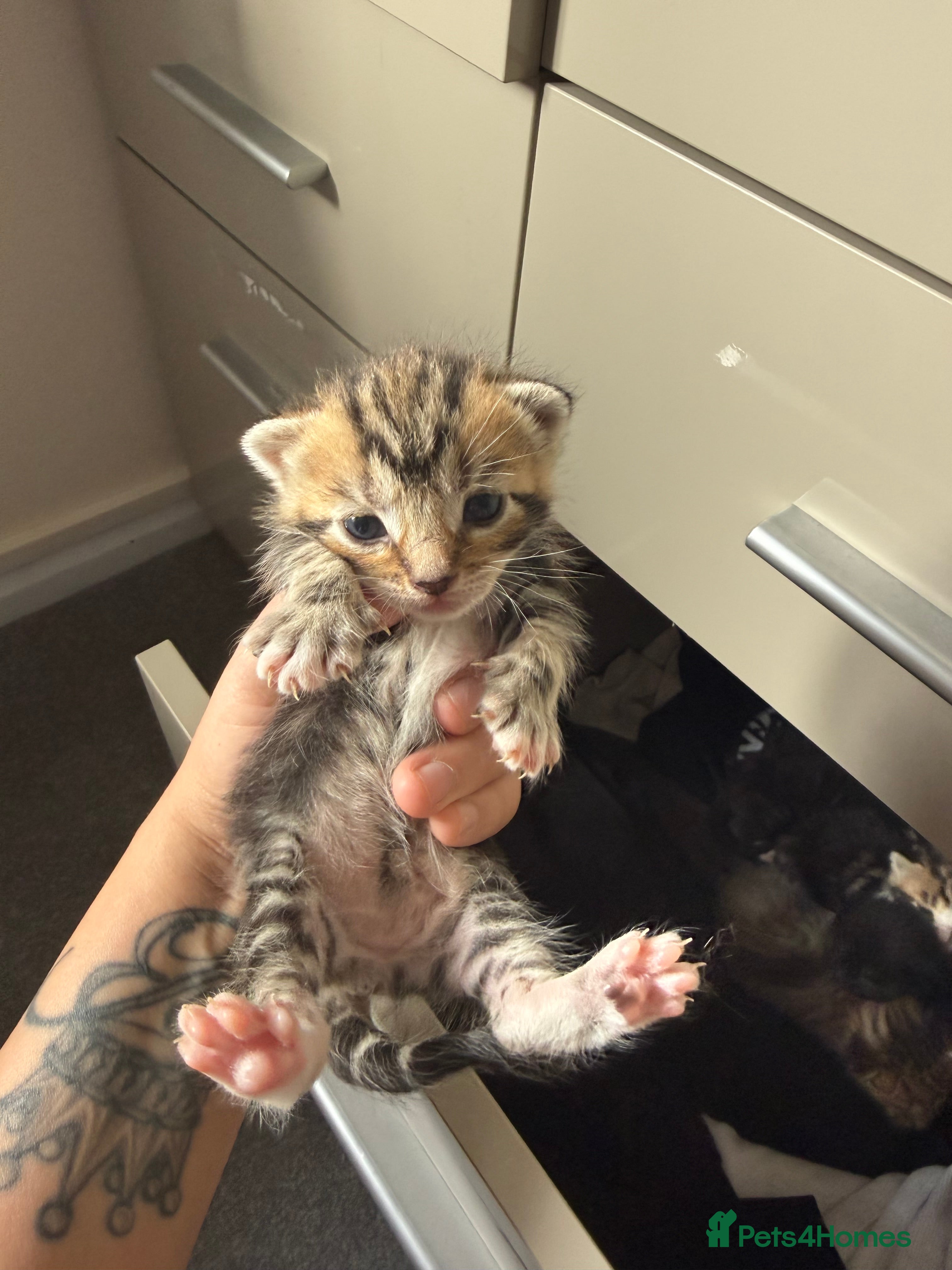 Mixed Breed cats Beautiful Kittens For Sale in Norwich - Advert 1