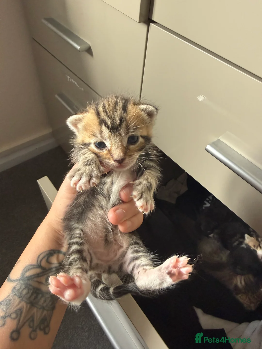 Mixed Breed cats for sale: Beautiful Kittens For Sale in Norwich - Advert 1