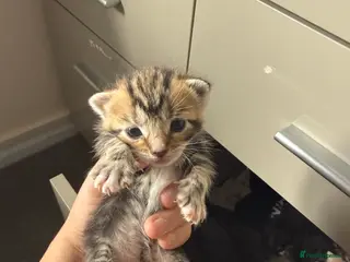 Mixed Breed cats Beautiful Kittens For Sale in Norwich - Advert 7