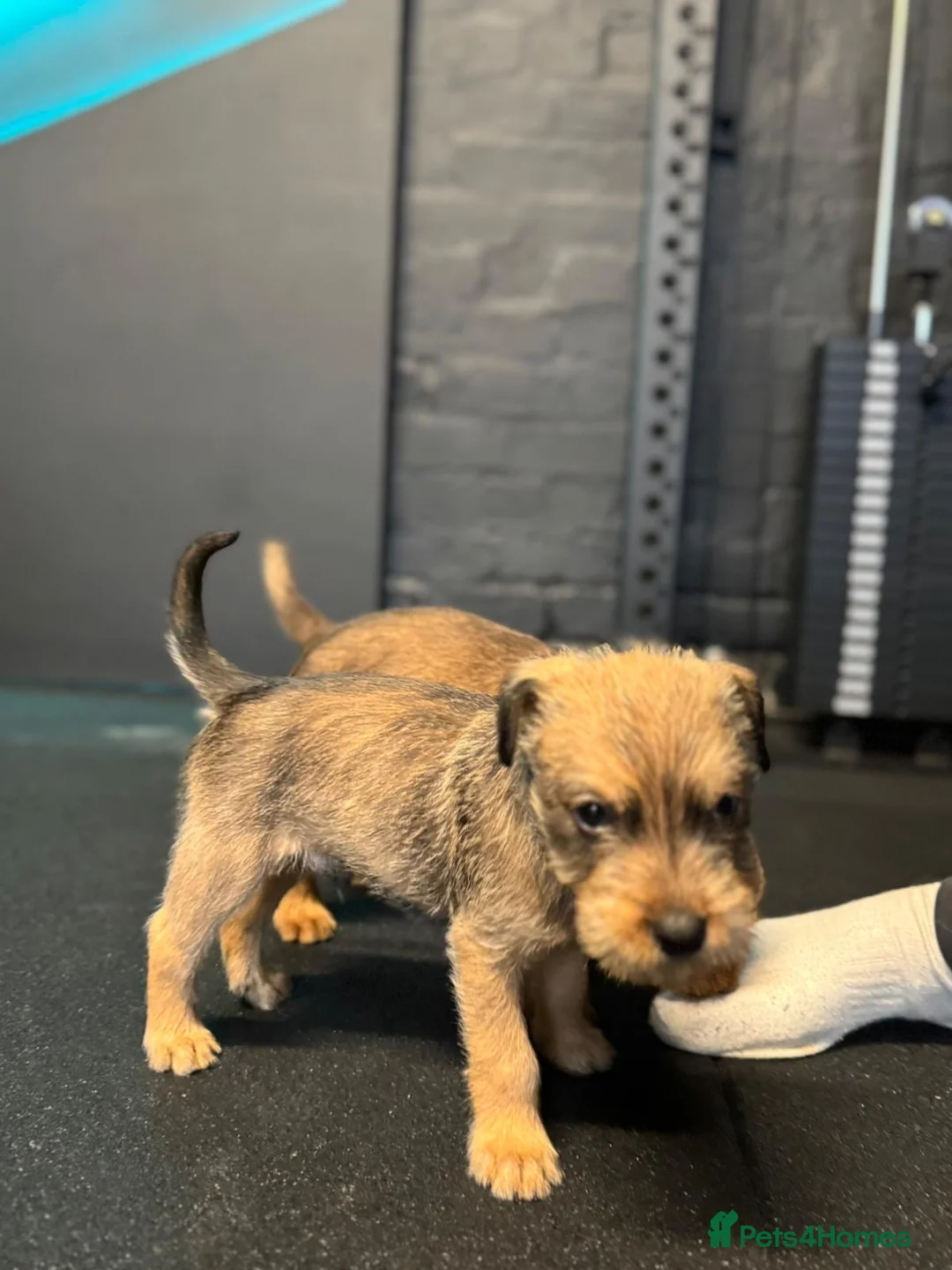 Soft Coated Wheaten Terrier dogs for sale: Traditional Irish Wheaten Terriers  - Advert 5