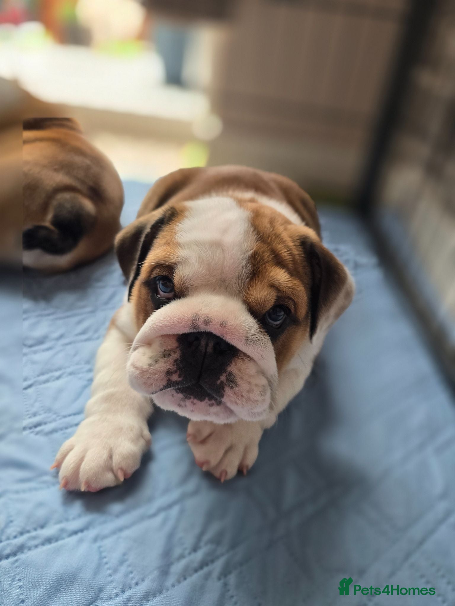 English Bulldog dogs 🐾 Last girl available  ready Thursday 🥰 - Advert 4