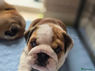 English Bulldog dogs 🐾 Last girl available ready Thursday 🥰 - Advert 4