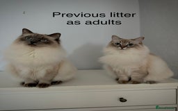 Ragdoll cats for sale: 5 Pure Ragdoll Kittens (7 Weeks Old) in Camborne - Image 15