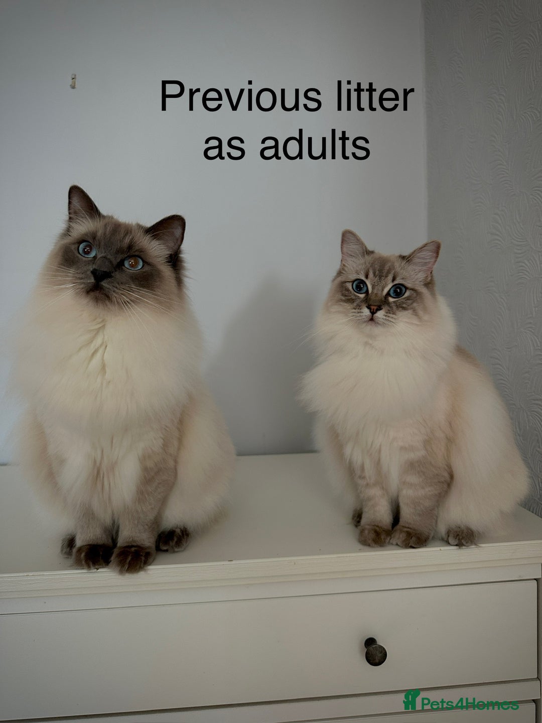 Ragdoll cats for sale: 5 Pure Ragdoll Kittens (7 Weeks Old) in Camborne - Image 15
