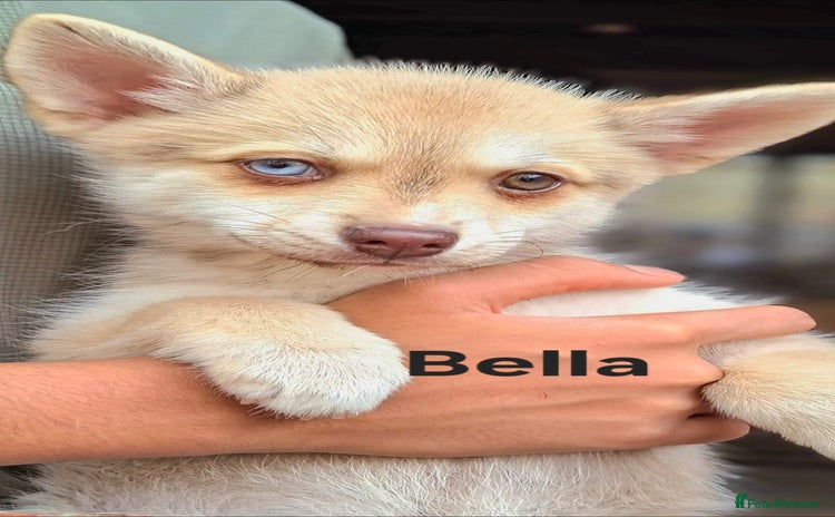 Pomsky dogs - Advert 1