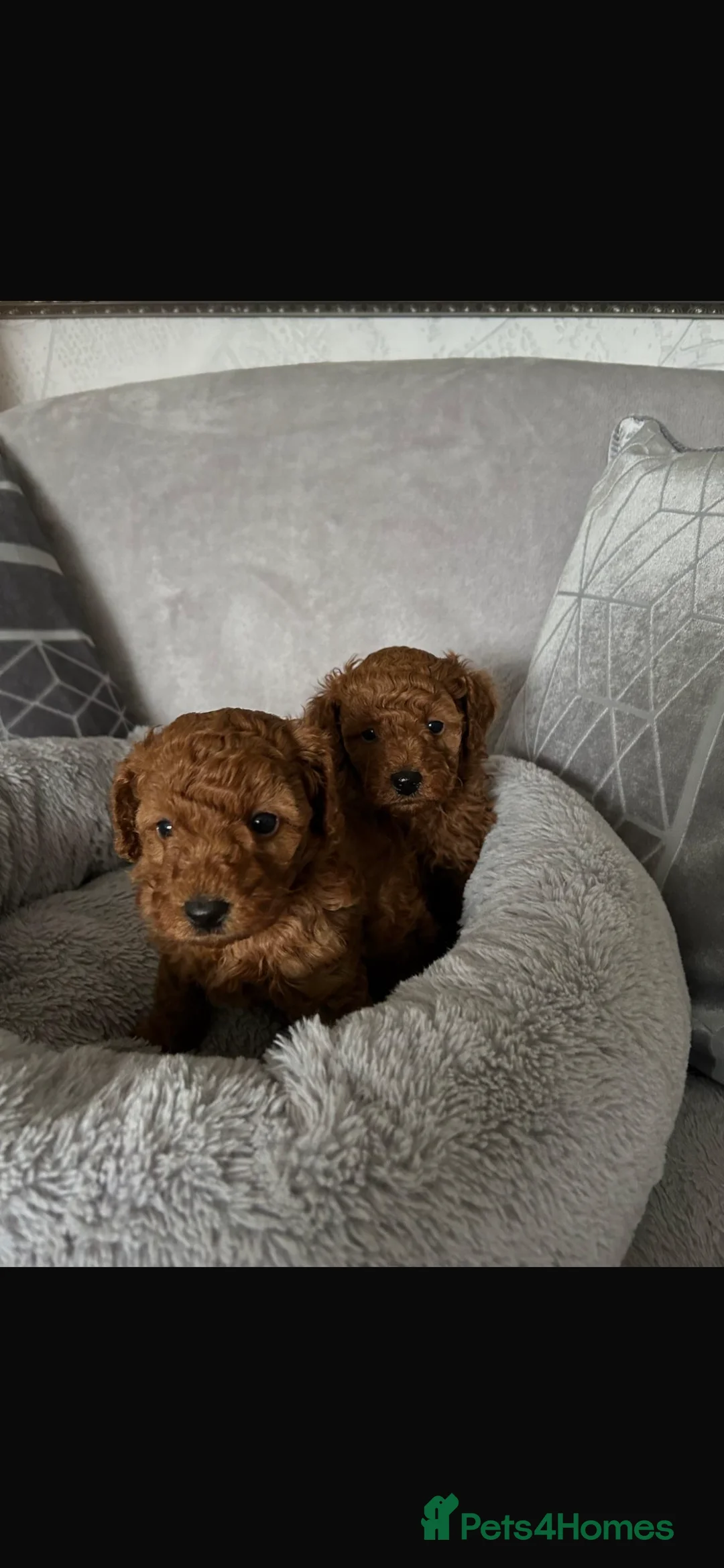 Toy Poodle dogs for sale: KC Registered Toy Poodle – 1 girl available - Advert 3
