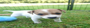 Jack Russell 1