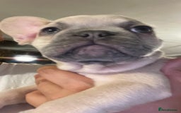 French Bulldog dogs for sale: Pedigree  French bulldogs ready to leave  - Image 4